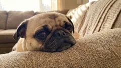 5 dog breeds you should never get